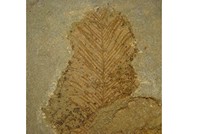 Graptolites webbyites